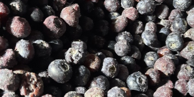 I will buy blueberry for the industry in large
