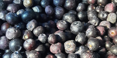 I am looking to buy blueberry for the industry