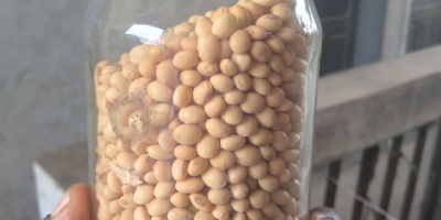 High Quality Soybean Seeds for Sale SOYBEAN is a