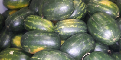First class Hungarian melons for sale between 10kg and