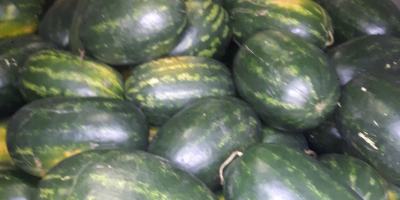First class Hungarian melons for sale between 10kg and