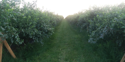 I will sell blueberry fruit from my own plantation.
