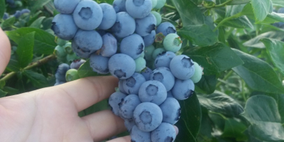 I will sell blueberry fruit from my own plantation.