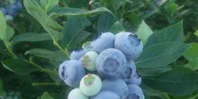 I will sell blueberry fruit from my own plantation.
