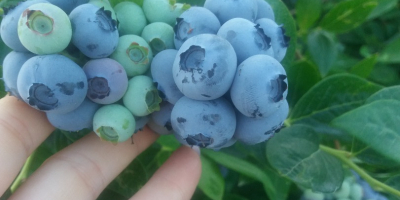 I will sell blueberry fruit from my own plantation.