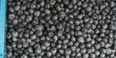 Blueberry for sale. Duke, Bluecrop. Possibility to pack in