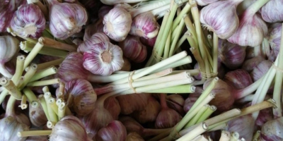 Hallo. Ich werde harnaś Vielzahl von Knoblauch in großen