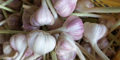 Hallo. Ich werde harnaś Vielzahl von Knoblauch in großen