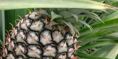 Sweetest pineapple and best in the world. We export