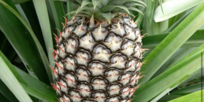 Sweetest pineapple and best in the world. We export