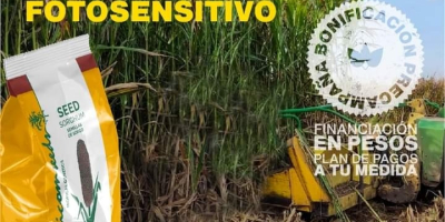 Силеро сорго семена agri002E за засаждане производител agricomseeds комуникира