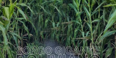 Silero sorghum seed agri002E for planting producer agricomseeds communicate