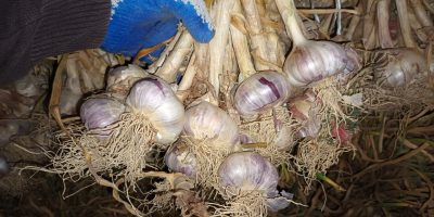 Ich werde polnischen Knoblauch aus meiner eigenen Plantage verkaufen.