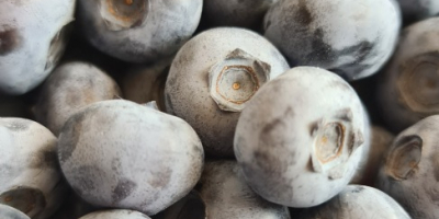 I will sell blueberry, various varieties. Grown without spraying