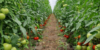 I am selling tasty and commercial tomatoes.