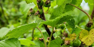 I will sell about 3-4 tons of eco blackcurrant.