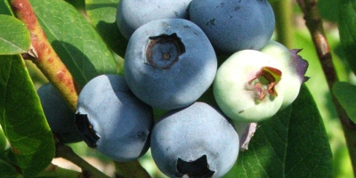 I will sell fresh blueberries - from 100 to