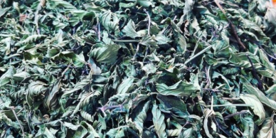 Marjoram plant sale in bulk and sorted in organic