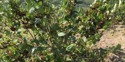 Boabele Aronia produse organic, proaspete și/sau uscate.