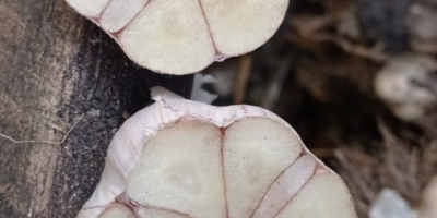 Hallo, ich verkaufe 600.000 Stück Winterknoblauch von Harnaś in