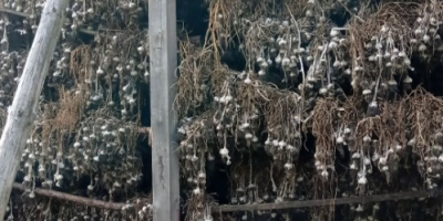 Hallo, ich verkaufe 600.000 Stück Winterknoblauch von Harnaś in