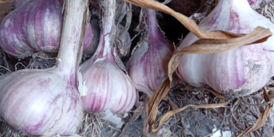 Arkus Knoblauch zu verkaufen. Kalibriert. Perfekt zum Pflanzen. Eine