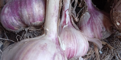 Arkus Knoblauch zu verkaufen. Kalibriert. Perfekt zum Pflanzen. Eine