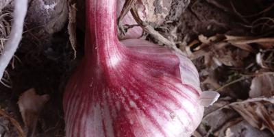 Arkus Knoblauch zu verkaufen. Kalibriert. Perfekt zum Pflanzen. Eine