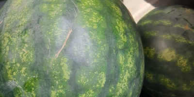 Ich verkaufe Sorrento-Wassermelonen im Großhandel, dunkelgrüne Farbe von 6
