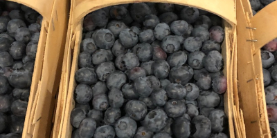 Hello, I am selling a freshly picked blueberry. The