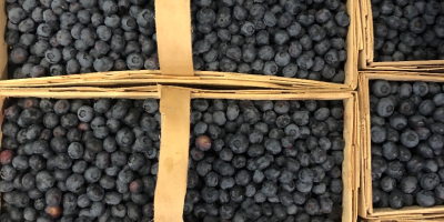 Hello, I am selling a freshly picked blueberry. The