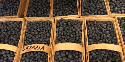 Hello, I am selling a freshly picked blueberry. The