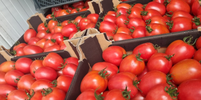 I will sell 10 pallets of raspberry plum tomatoes,