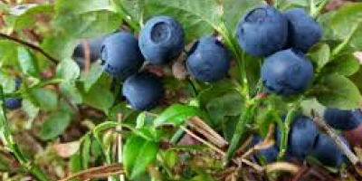Purchase of uncleaned blueberries. Ladek Zdrój, Stronie Śląskie. Possible