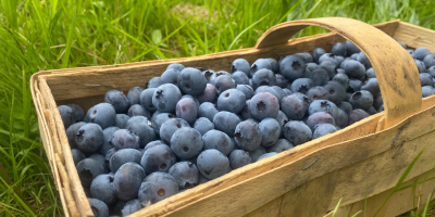 I will sell blueberry from a family plantation. Organic