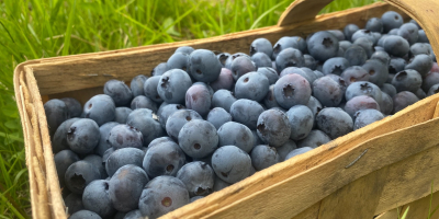 I will sell blueberry from a family plantation. Organic