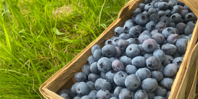 I will sell blueberry from a family plantation. Organic