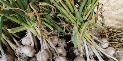 Harnas Knoblauch zu verkaufen. Gesund, nicht rissig, schöne violette