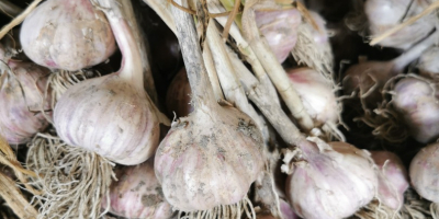 Harnas Knoblauch zu verkaufen. Gesund, nicht rissig, schöne violette