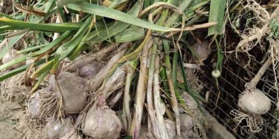 Hallo, ich werde polnischen Knoblauch der Sorte Harnaś verkaufen.