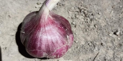 Hallo, ich werde polnischen Knoblauch der Sorte Harnaś verkaufen.