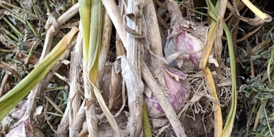 Hallo, ich werde polnischen Knoblauch der Sorte Harnaś verkaufen.