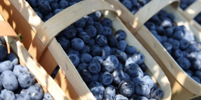 Hallo, ich biete den Verkauf von amerikanischen Blaubeeren an,