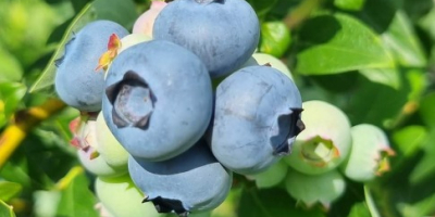 Hallo, ich biete den Verkauf von amerikanischen Blaubeeren an,