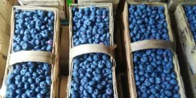 Hallo, ich biete den Verkauf von amerikanischen Blaubeeren an,