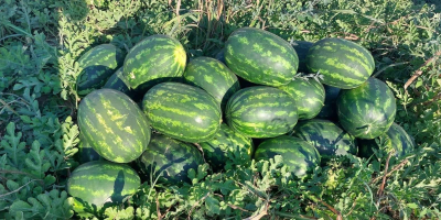 Die Wassermelonen befinden sich in der Stadt Harmanli. Sie