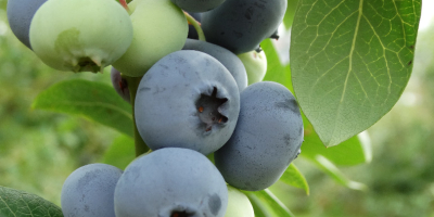 frische Heidelbeerfrucht