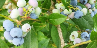 Ich verkaufe Bio-Heidelbeeren aus meiner eigenen Plantage, mindestens 1