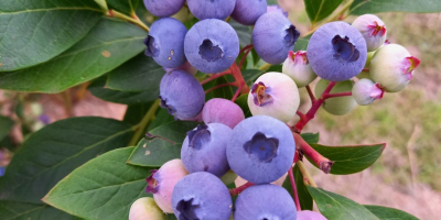 Ich verkaufe Bio-Heidelbeeren aus meiner eigenen Plantage, mindestens 1