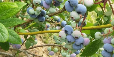 Ich verkaufe Bio-Heidelbeeren aus meiner eigenen Plantage, mindestens 1
